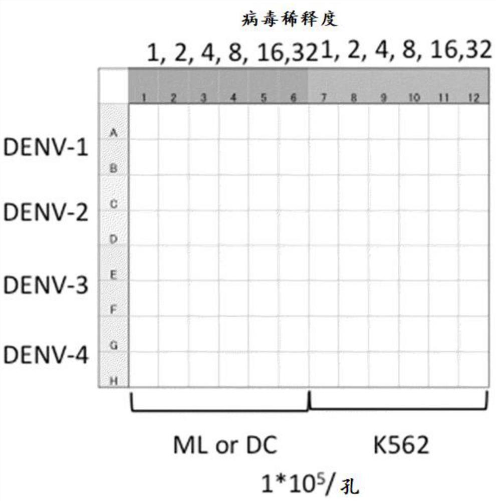 Method for evaluating Anti-infective drugs, vaccines, etc. using immortalized monocytic cells and induced cells