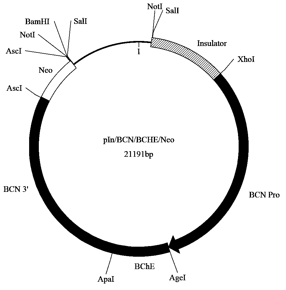 Method for producing recombinant human butyrylcholine esterase on large scale by utilizing biological platform of mammary gland of transgenic animal