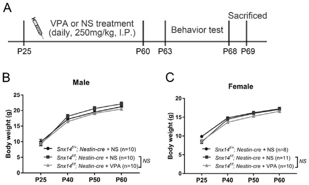 Application of valeric acid derivatives in the treatment of hereditary cerebellar ataxia