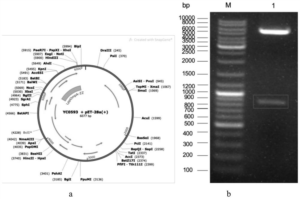 Polymer microsphere and preparation and application thereof