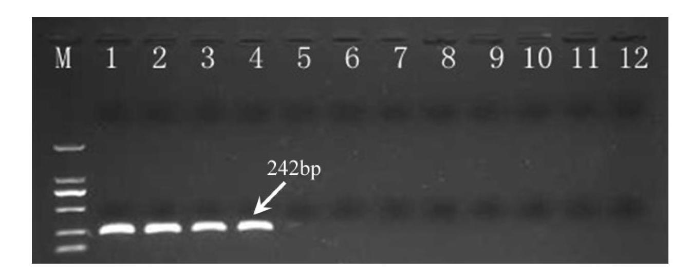 Molecular markers for identifying high temperature-resistant porphyra haitanensis strain and construction method for molecular markers