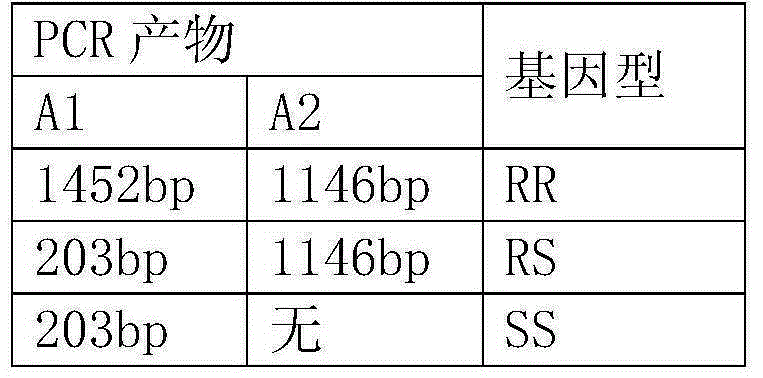 Set of reagents used for identification or assistant identification of cucurbita maxima vine length characters, and cucurbita maxima vine length molecular markers