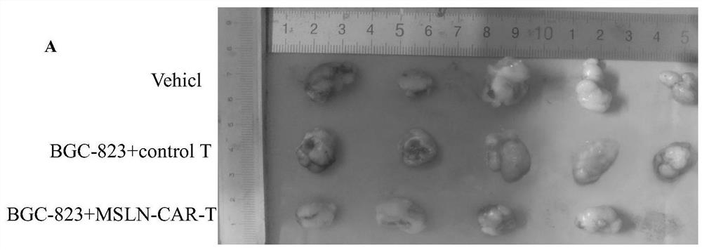 Preparation method of Mesothelin chimeric antigen receptor modified T cell with targeted high-intensity tumor killing activity