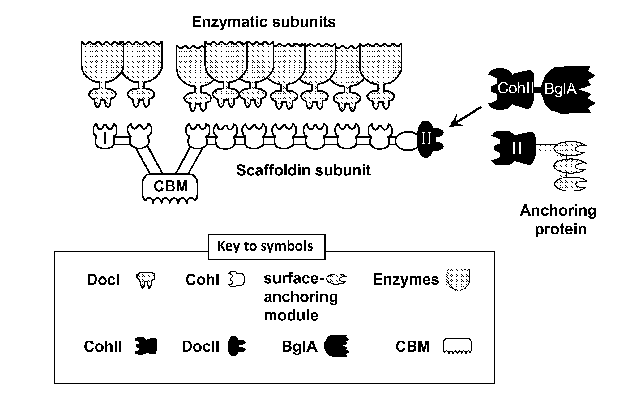 Fusion Proteins Comprising Type-II Cohesin Modules, Multi-Enzyme Complexes Comprising Same and Uses Thereof