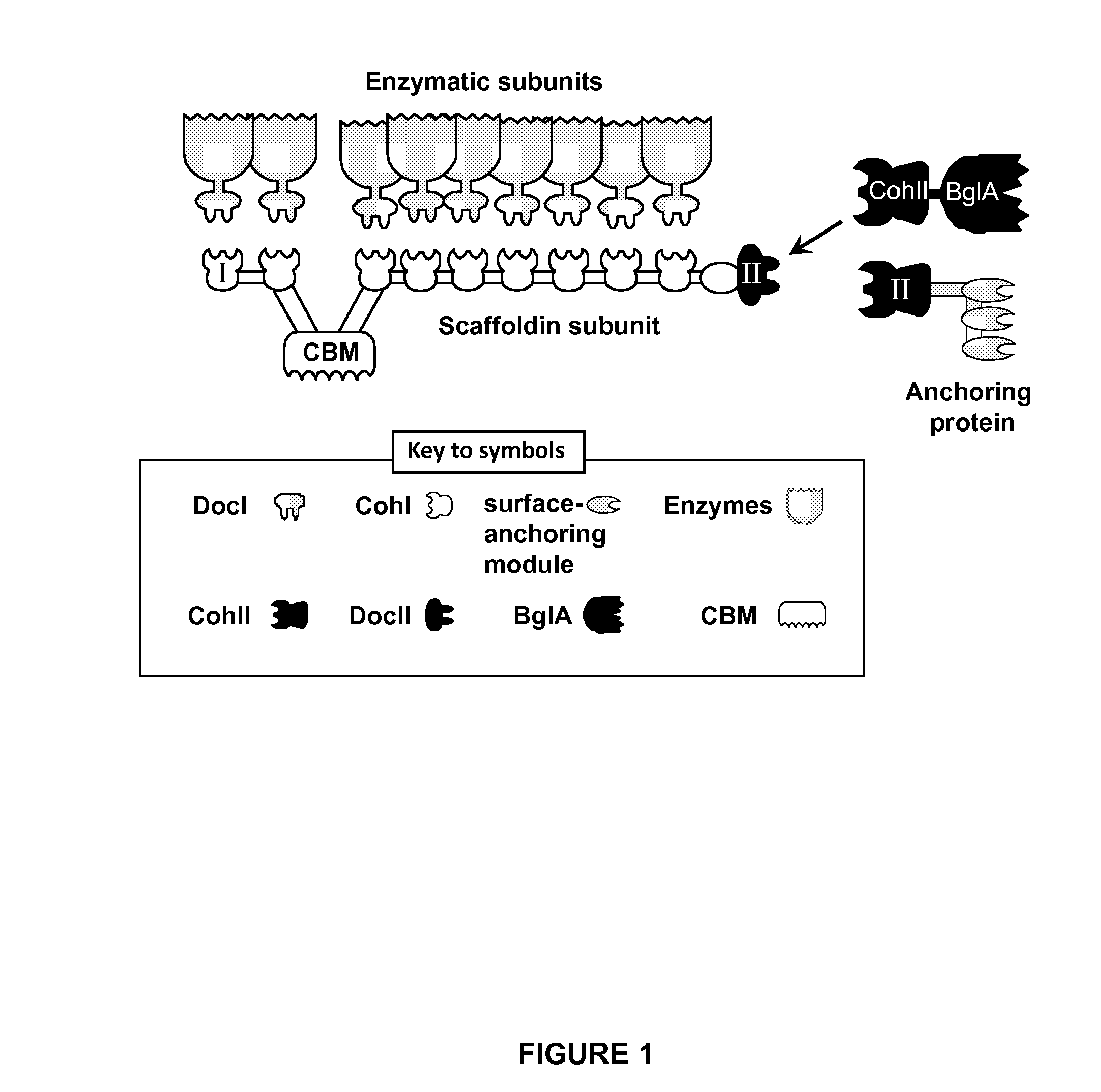 Fusion Proteins Comprising Type-II Cohesin Modules, Multi-Enzyme Complexes Comprising Same and Uses Thereof