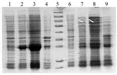 Vaccine for preventing decayed tooth and preparation method thereof