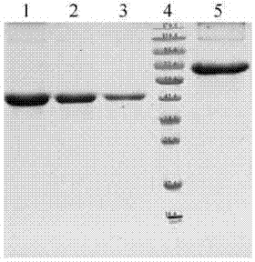 Vaccine for preventing decayed tooth and preparation method thereof