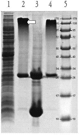 Vaccine for preventing decayed tooth and preparation method thereof