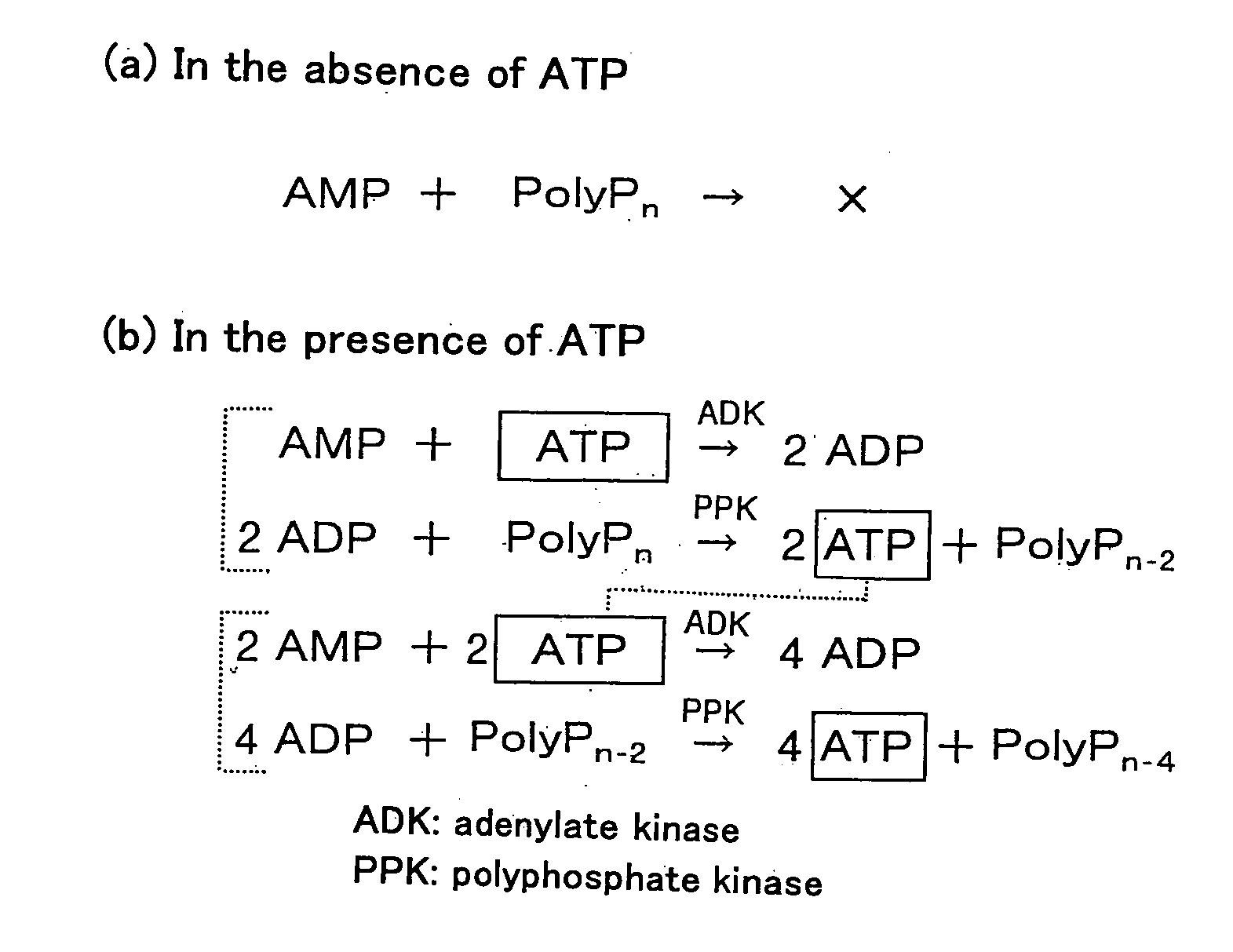 Method of Amplifying Atp and Use Thereof