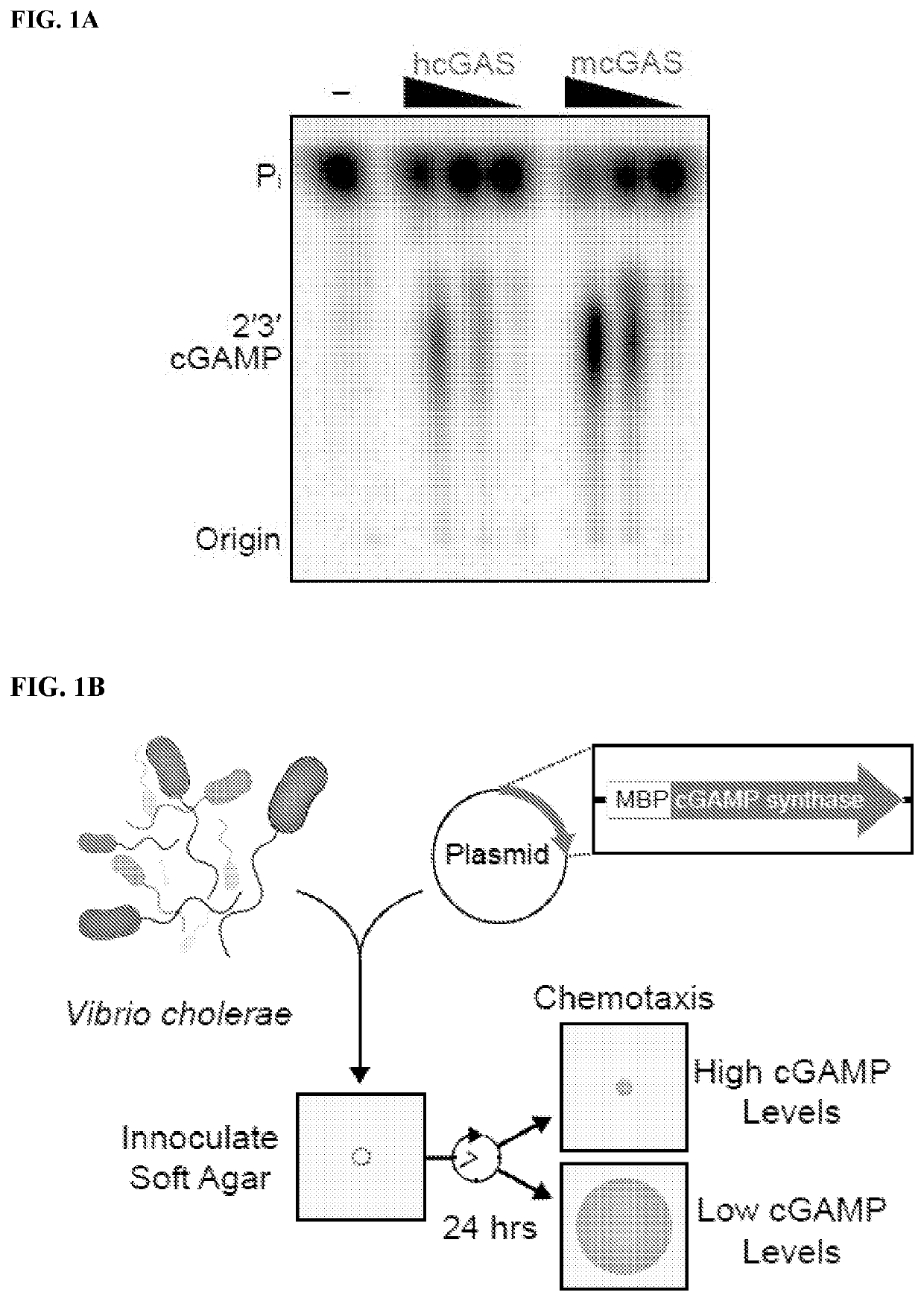 Structure of the human cgas-dna complex and uses thereof