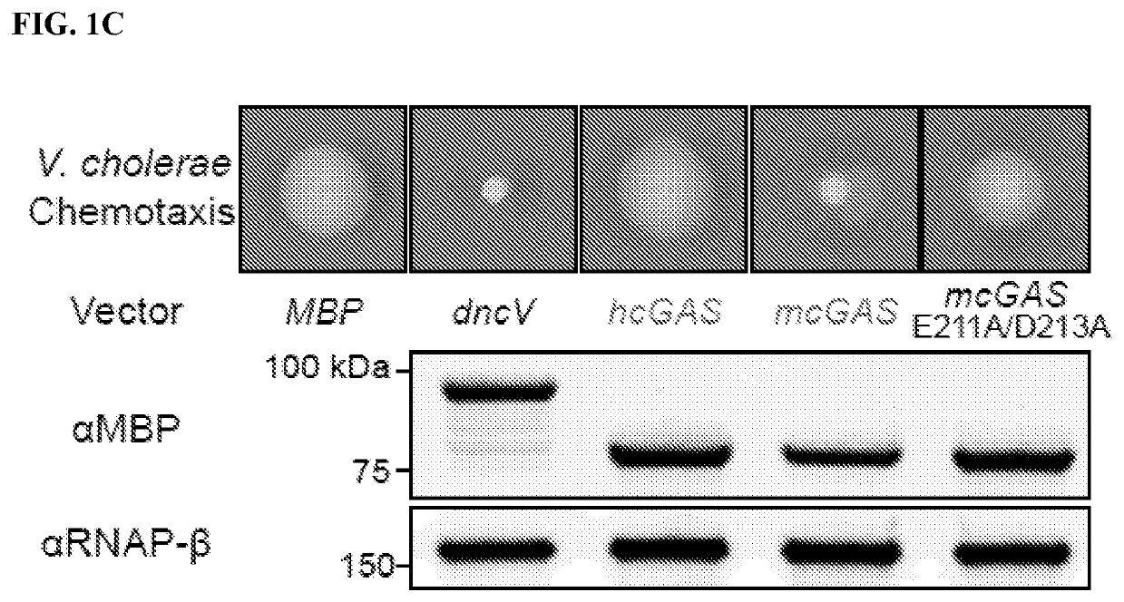 Structure of the human cgas-dna complex and uses thereof