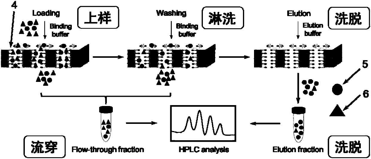 Salt tolerant anion exchange membrane chromatography medium, preparation method and uses thereof