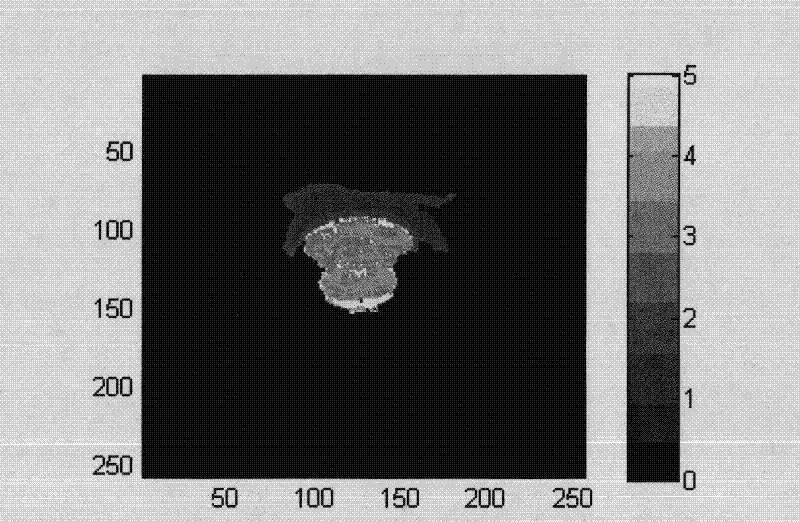 Obtaining method of rat head magnetic resonance image Monte Carlo simulation model