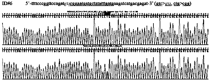 Construction method of dyskinesia phenotypic GTP cyclohydrolase (GTPCH) enzyme defective mouse model