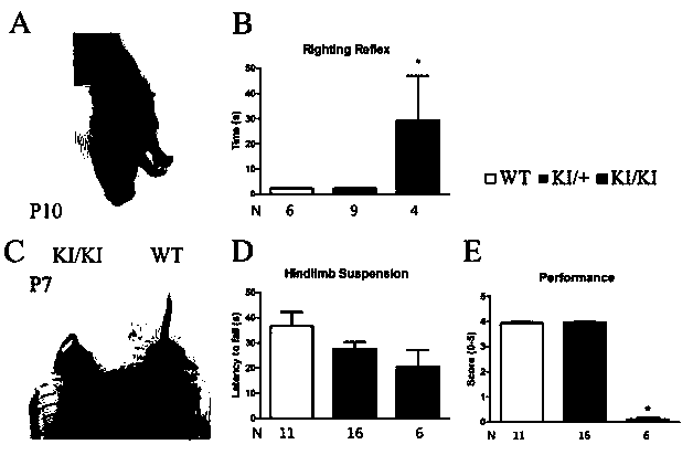 Construction method of dyskinesia phenotypic GTP cyclohydrolase (GTPCH) enzyme defective mouse model