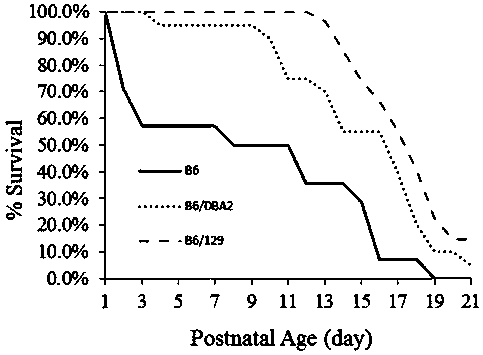 Construction method of dyskinesia phenotypic GTP cyclohydrolase (GTPCH) enzyme defective mouse model