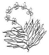 Preparation method of jasmine tea