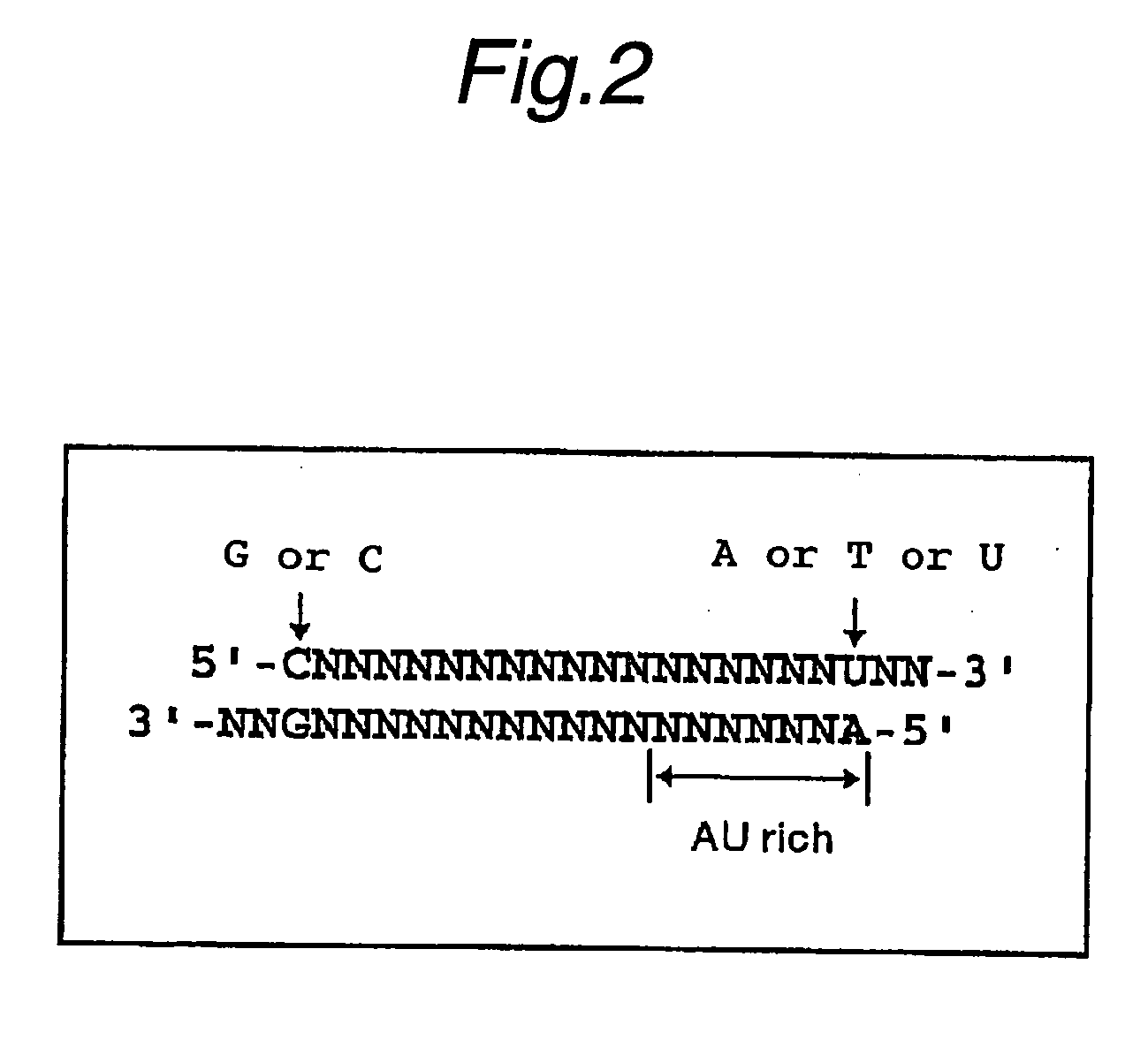 Method of detecting target base sequence of rna interference, method of designing polynucleotide base sequence causing rna interference, method of constructing double-stranded polynucleotide, method of regulating gene expression, base sequence processing apparatus, program for running base sequence processing method on comp