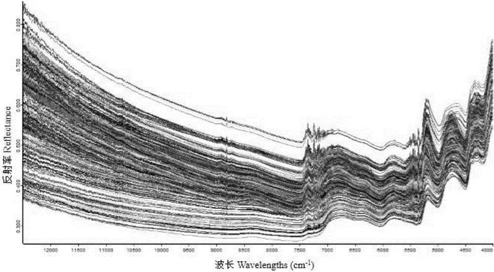 Method for measuring content of soluble sugar in lolium multiflorum