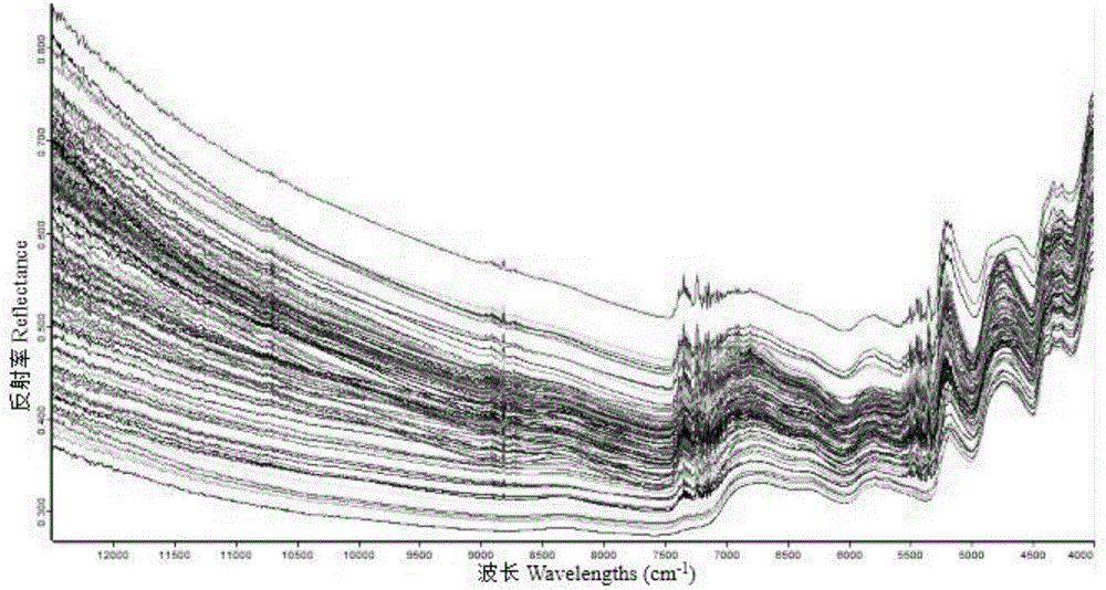 Method for measuring content of soluble sugar in lolium multiflorum