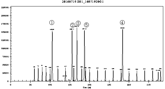 Composition for discriminating deer species through GeXP multiple PCR method, kit and method thereof