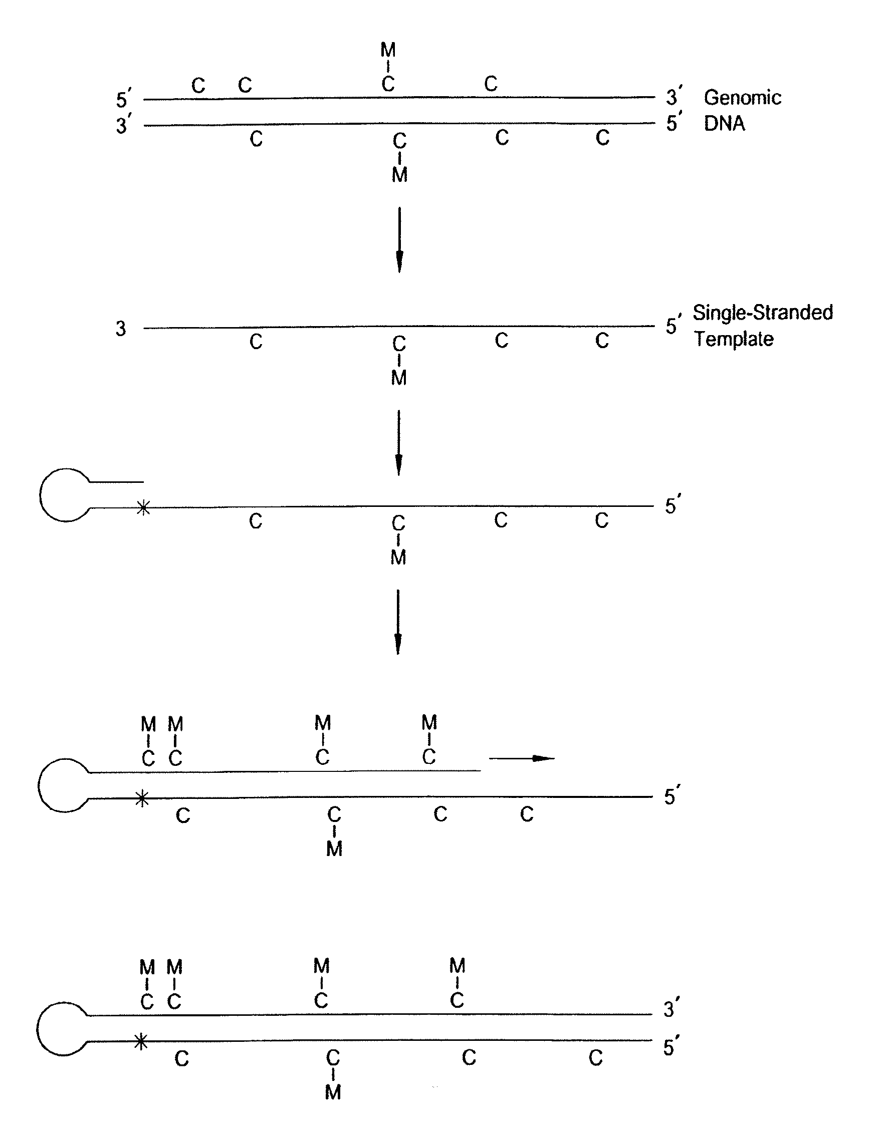 Preservation of information related to genomic DNA methylation