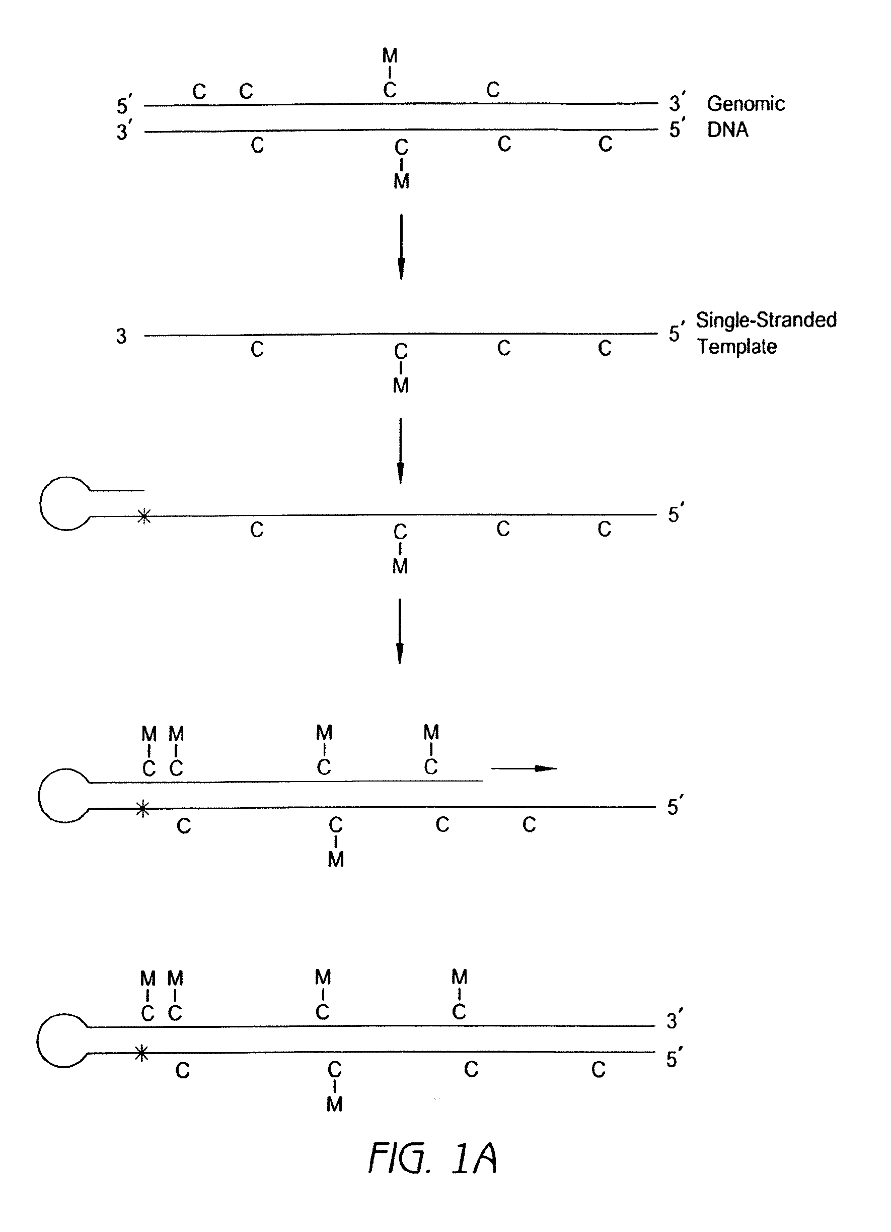 Preservation of information related to genomic DNA methylation