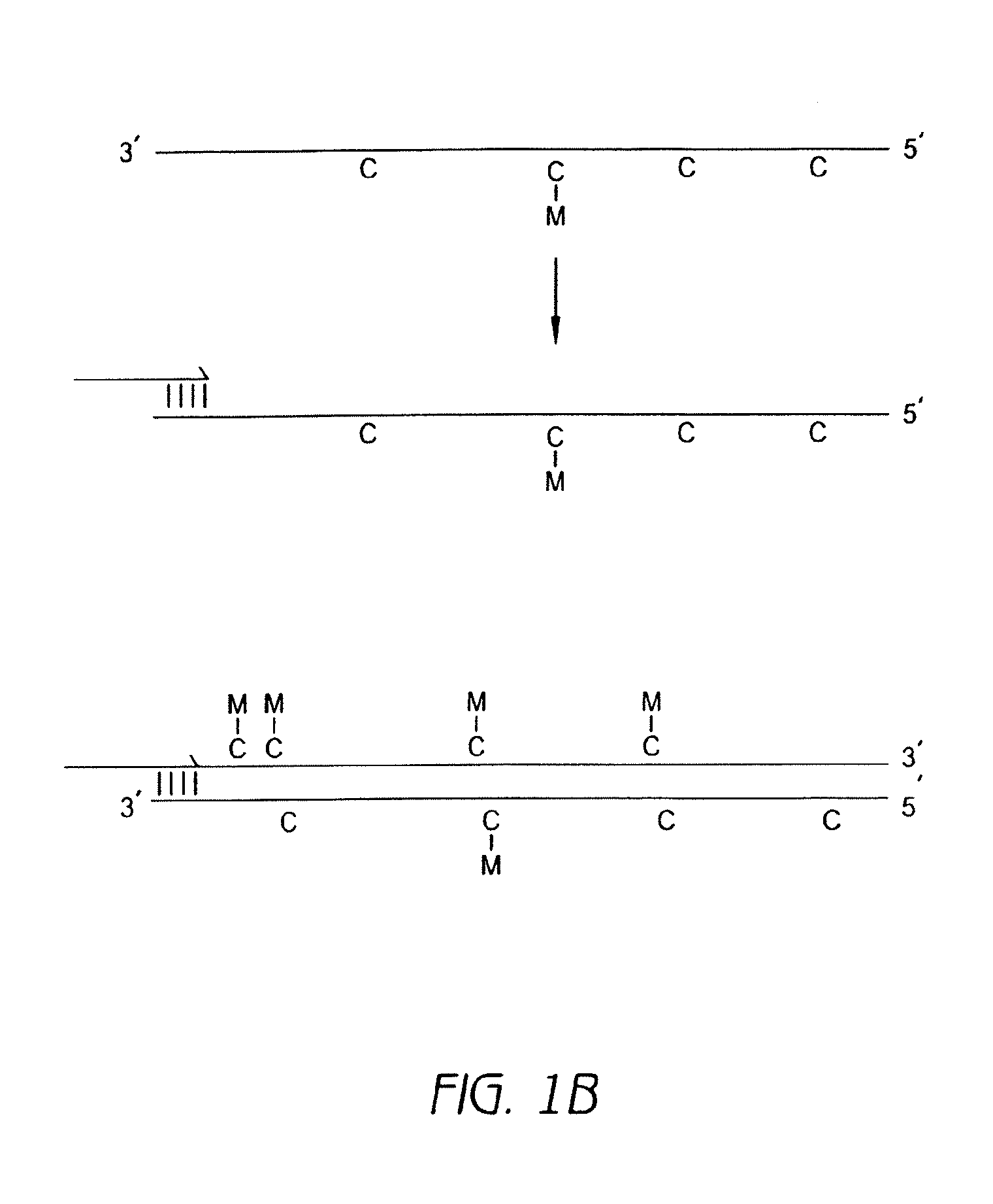 Preservation of information related to genomic DNA methylation