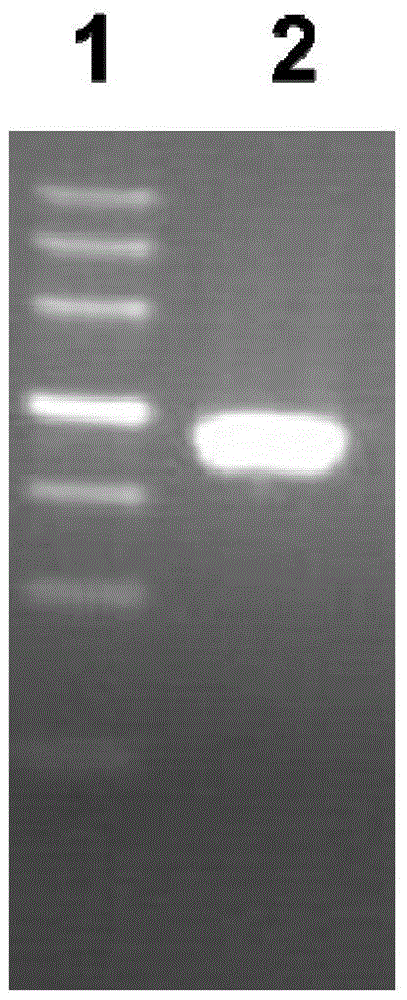 Method for purifying pseudomonas aeruginosa vaccine recombinant protein Vac 14