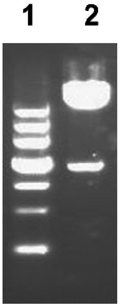 Method for purifying pseudomonas aeruginosa vaccine recombinant protein Vac 14