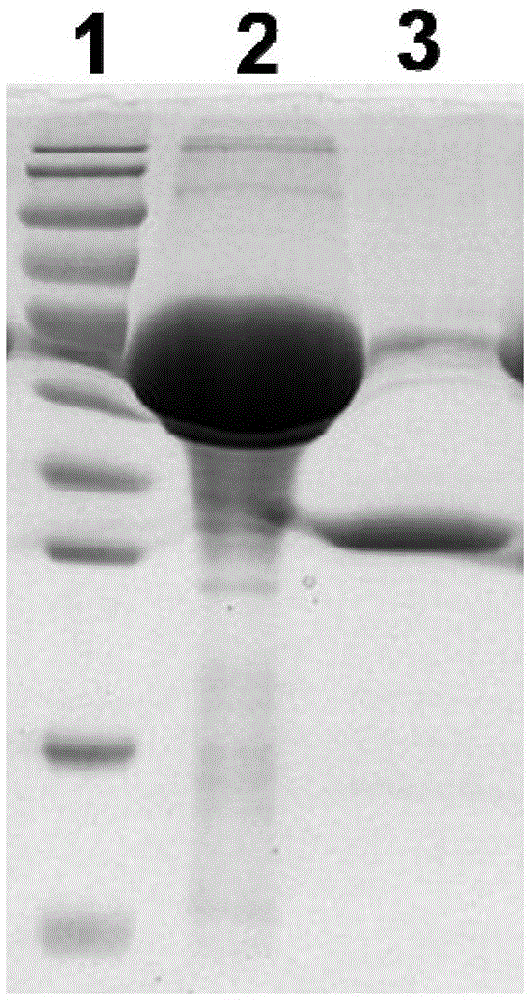 Method for purifying pseudomonas aeruginosa vaccine recombinant protein Vac 14