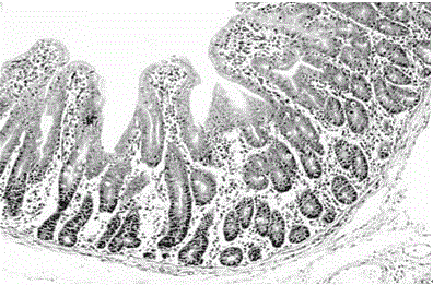 Application of serum ssc-miR-194b as molecule marker for detection of piglet intestinal tract stress injury