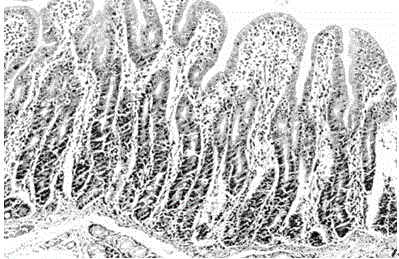 Application of serum ssc-miR-194b as molecule marker for detection of piglet intestinal tract stress injury