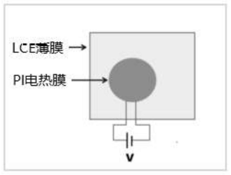 Method for carrying out patterning orientation on liquid crystal elastomer and preparation method of touch display device