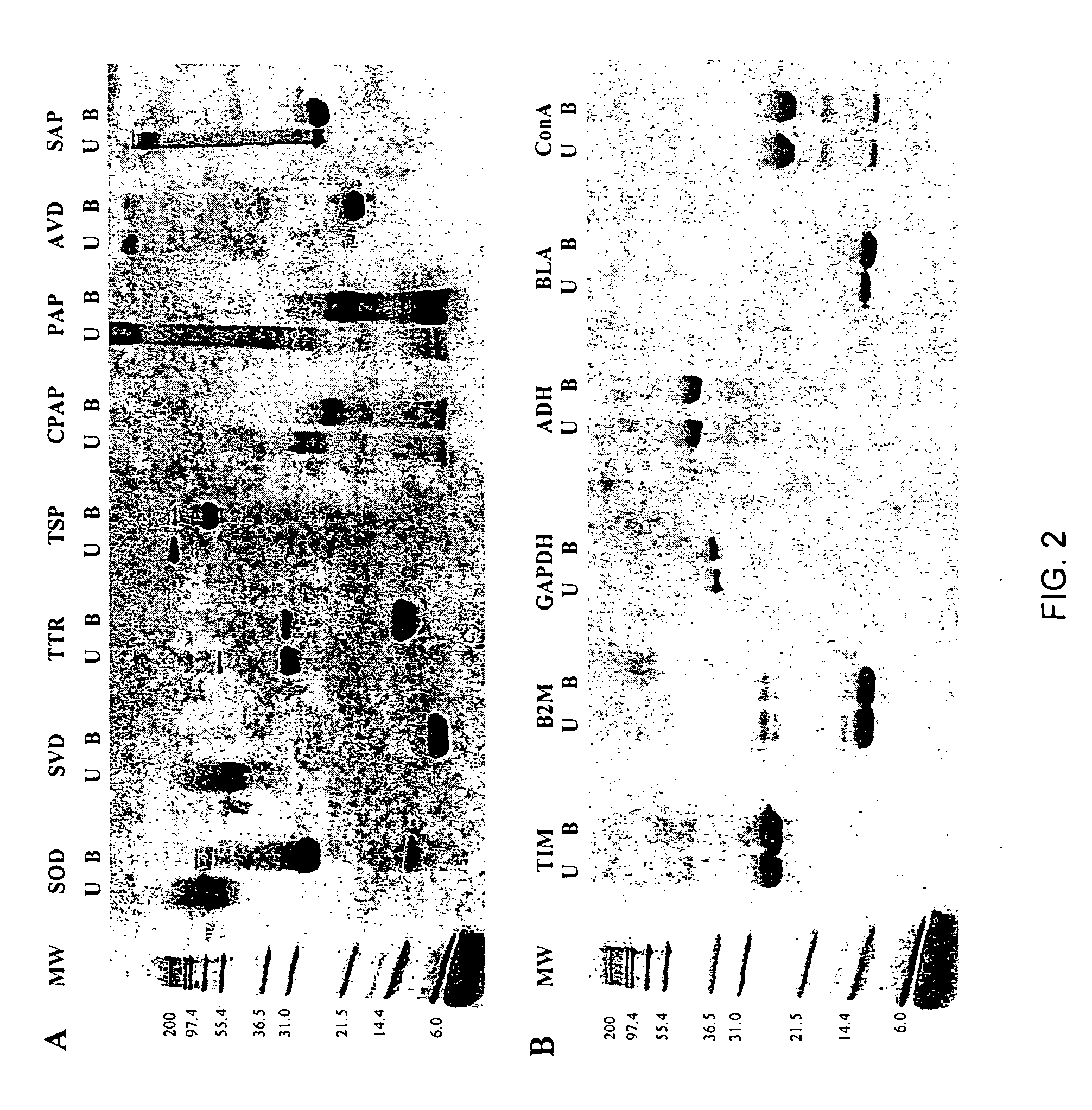 Methods of identifying kinetically stable proteins