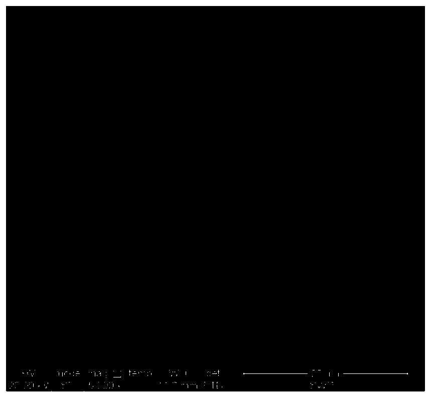 Environment-friendly filtrate reducer for water-based drilling fluid and preparation method and drilling fluid of environment-friendly filtrate reducer