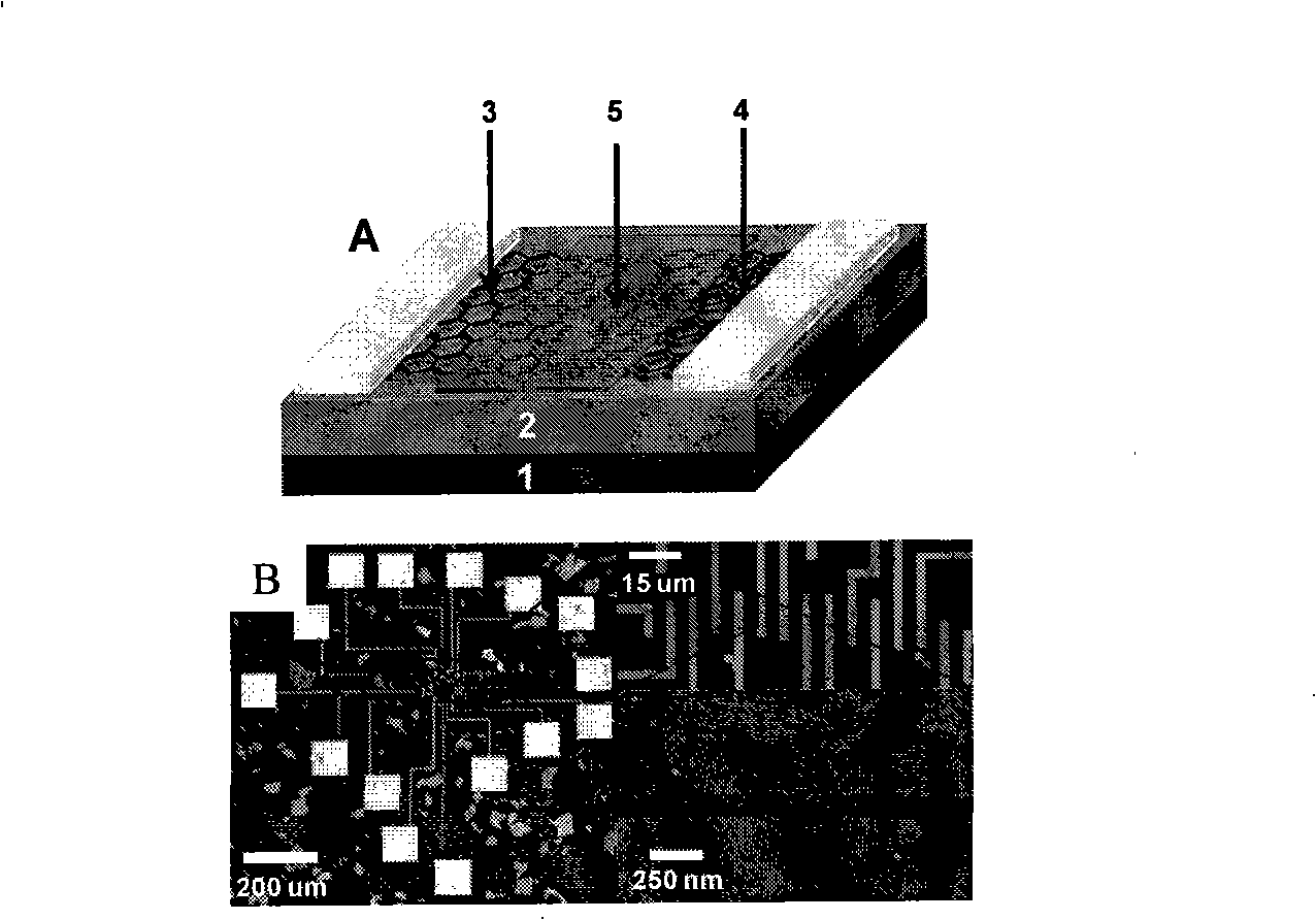 Field effect transistor device with graphene as electrode and method for producing the same