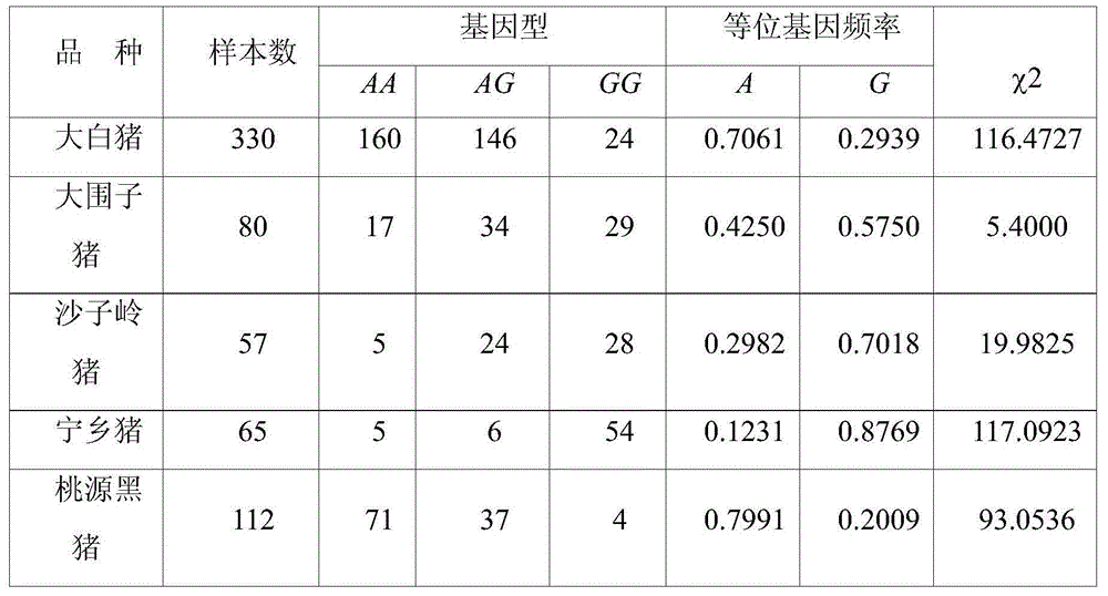 Molecular cloning and application of pig backfat thickness related SLC13A5 gene