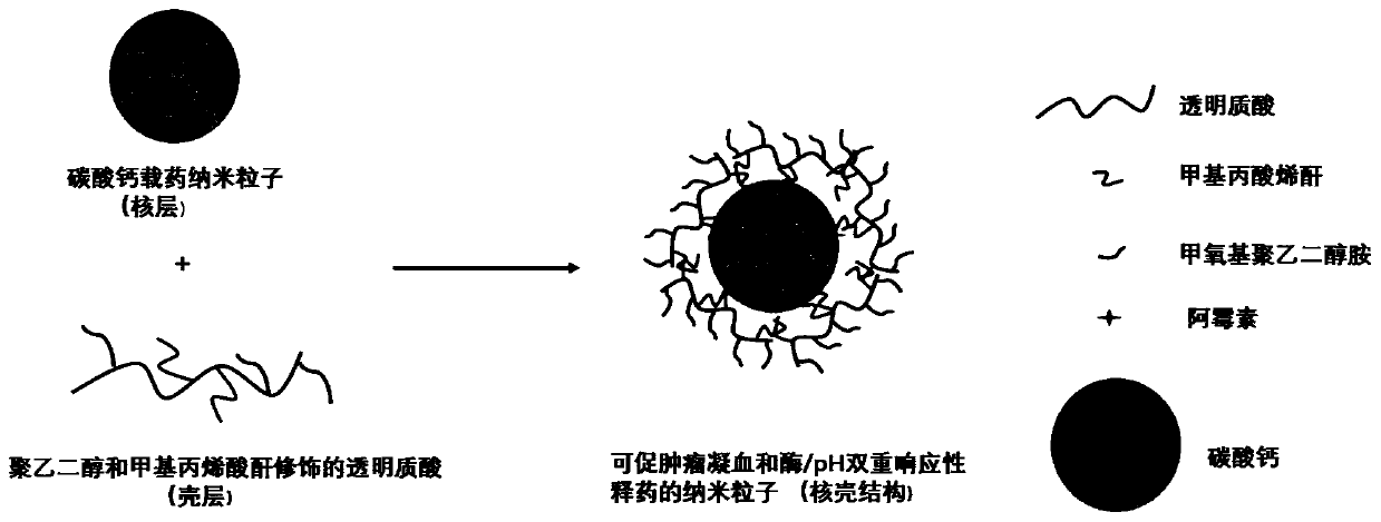 Nano particle capable of promoting tumor clotting and enzyme/pH dual responsive drug release and preparation method and application thereof