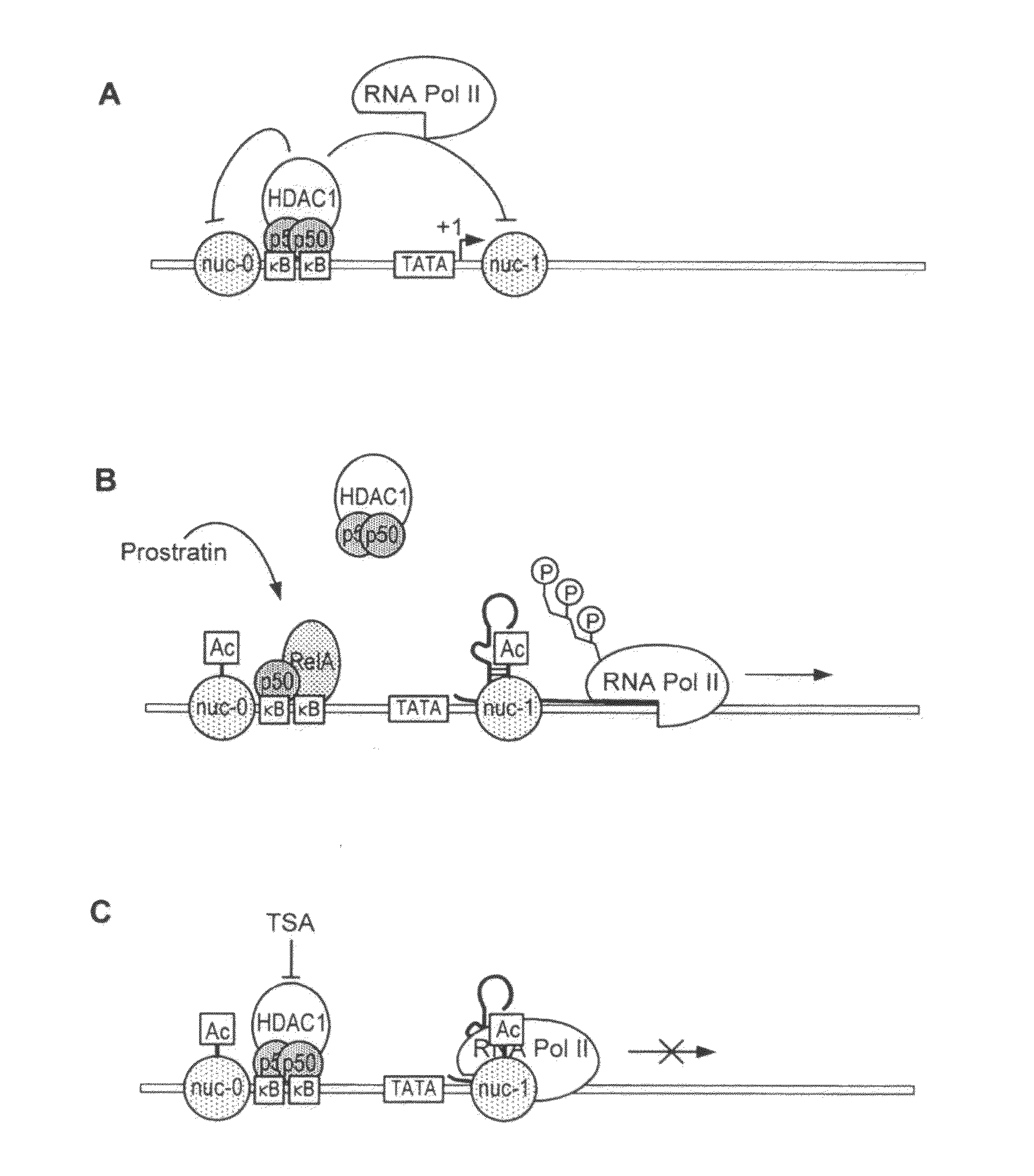 Methods and compositions for the synergistic activation of latent HIV