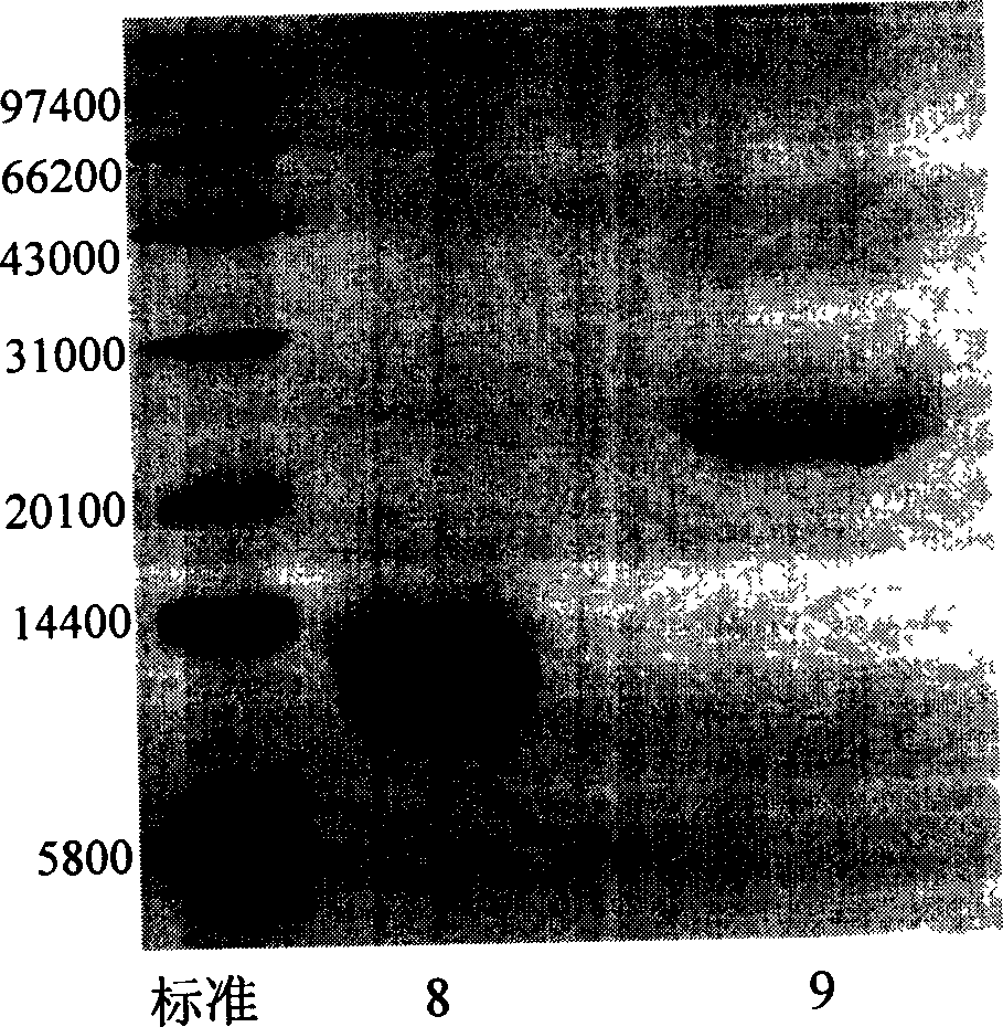 Human glucagon-like peptide-1 compound and its preparing method