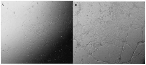 A method for promoting the differentiation of human induced pluripotent stem cells into neurons