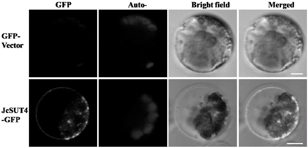 Method for preparation and transient gene expression of jatropha curcas tissue culture seedling protoplast