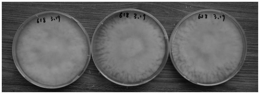 Lepista sordida strain and method for cultivating fruiting body by using liquid strain thereof