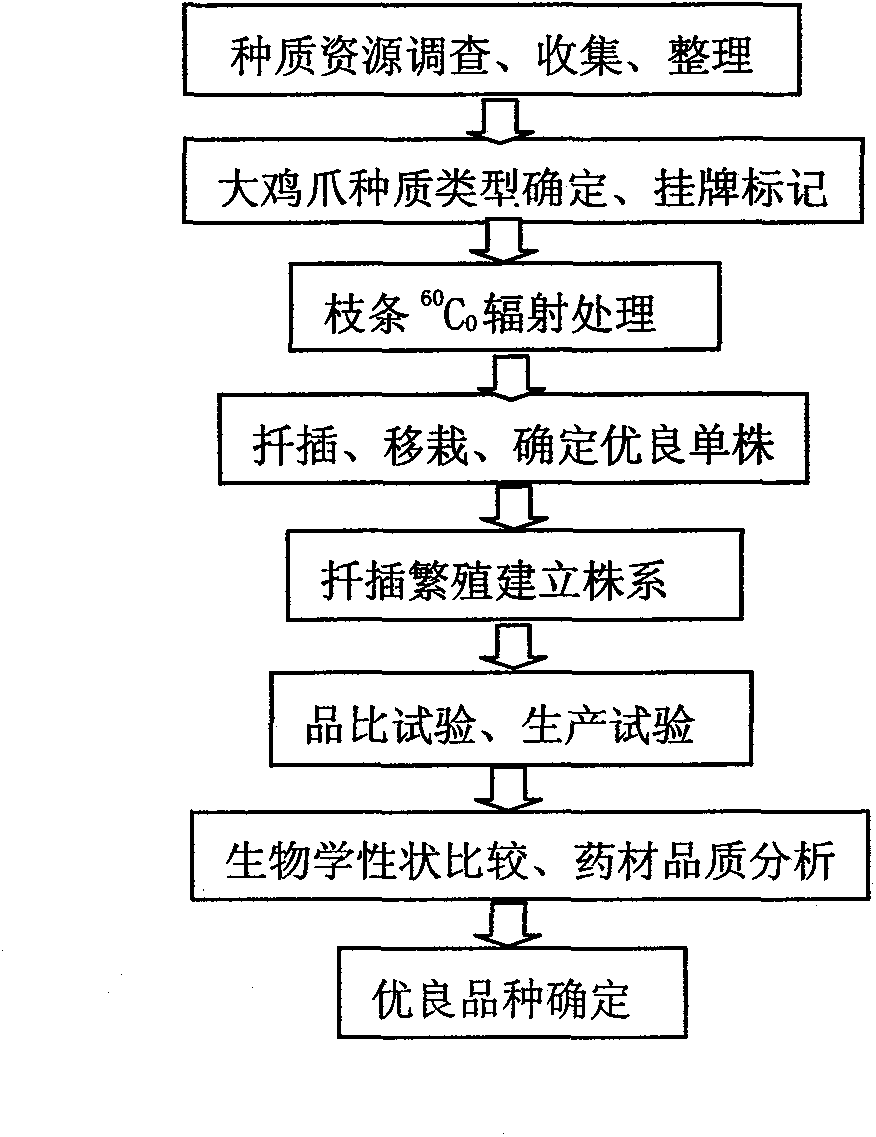 Method for seed selection of excellent honeysuckle flower Lonicera japonica Thunb II variety