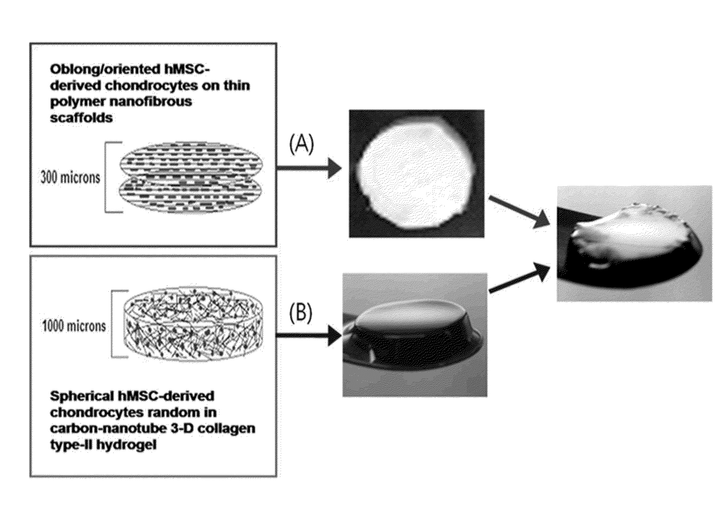 Scaffold for articular cartilage regeneration and method for manufacturing same