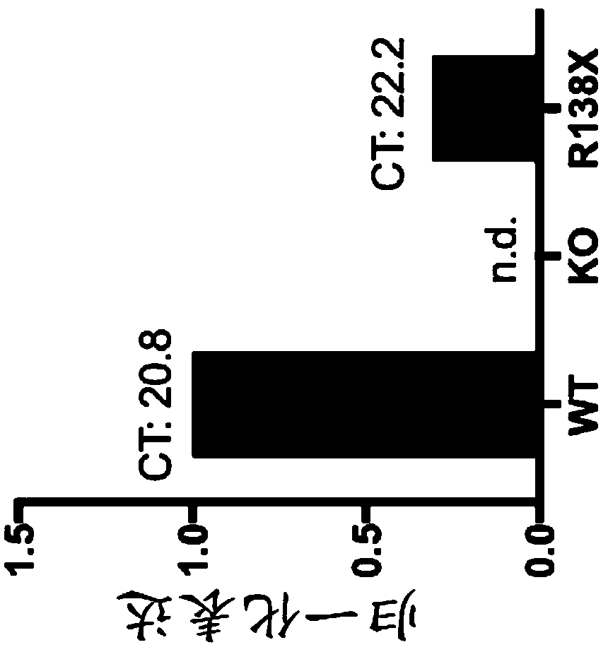 Non-human animals comprising slc30a8 mutation and methods of use