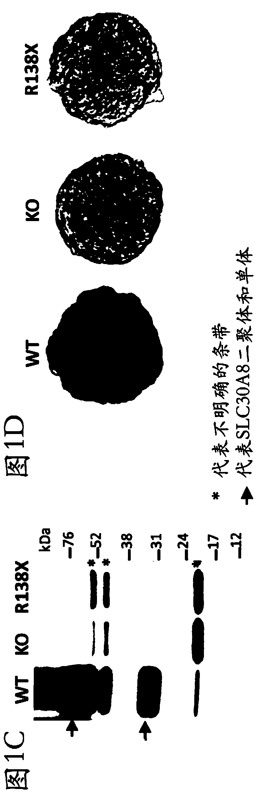 Non-human animals comprising slc30a8 mutation and methods of use