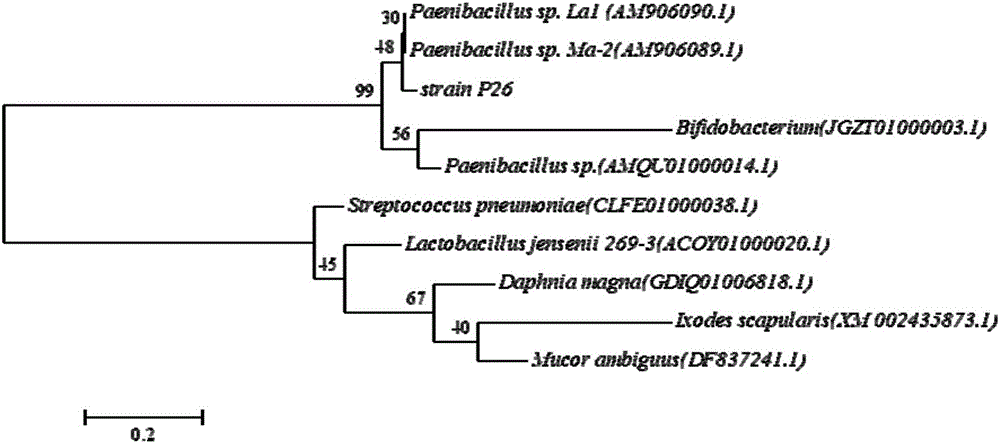 Paenibacillus and application thereof