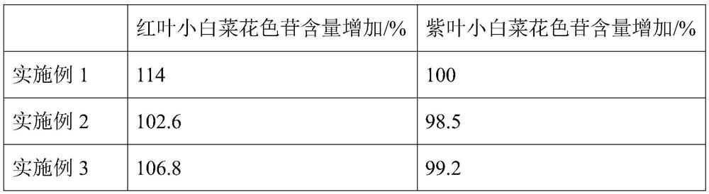 Molecular mechanism research method for anthocyanin accumulation in pakchoi based on UV-A coupling